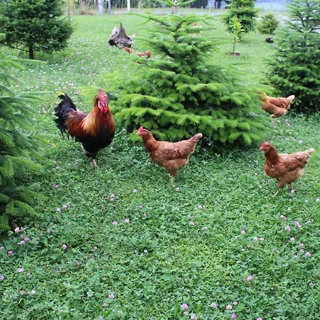 Lueckl * Mettersdorf am Sassbach